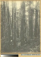 臺南州嘉義番地阿里山石鼓盤七千平之林相藏品圖，第3張